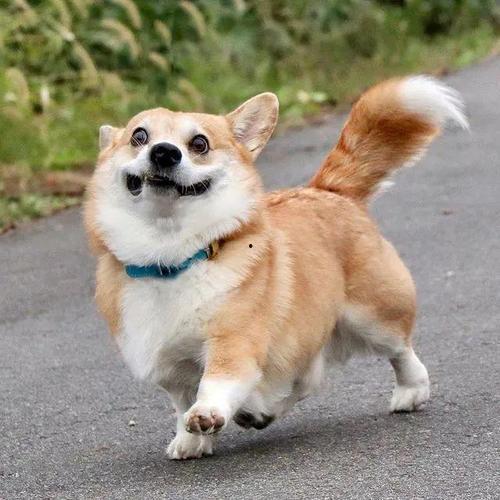 日本 人狗 AV,人狗AV的黑暗面与反思