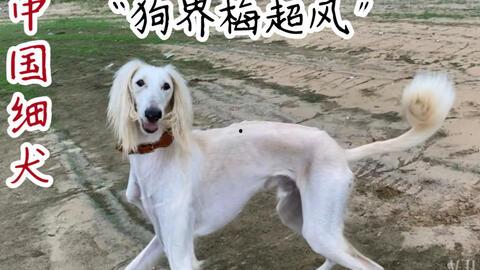 细狗视频,揭秘网络红人背后的故事