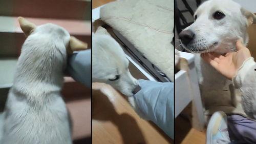 小狗的出生视频.,小狗出生全过程温情回顾