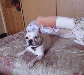 我的老公是只狗,我的老公竟是一只狗