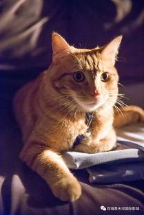 流浪猫鲍勃 在线播放