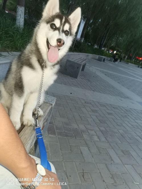 二哈吃瓜娱乐圈百度云,娱乐圈风云录